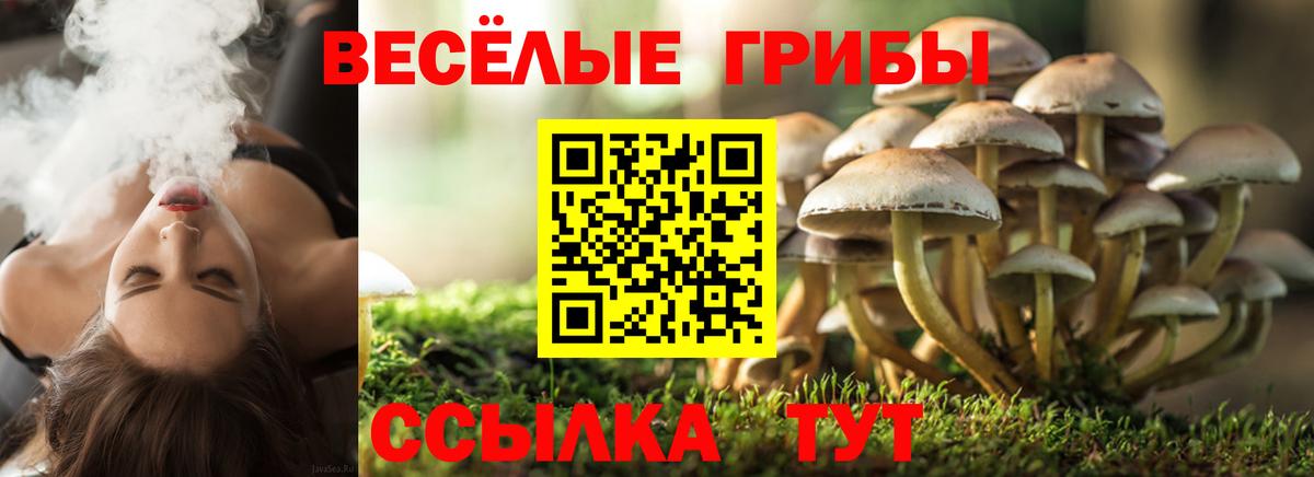 купить наркотики сайты  Грозный  Галлюциногенные грибы Psilocybe 